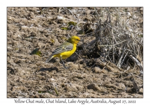 Yellow Chat male