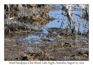 Wood Sandpiper