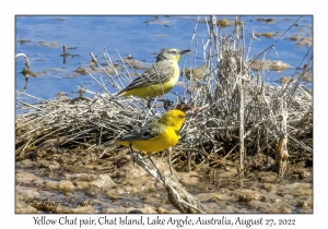 Yellow Chat pair