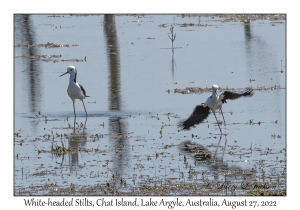 White-headed Stilts