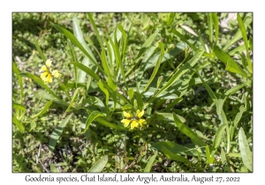 Goodenia species