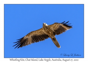 Whistling Kite