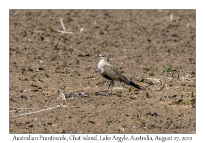 Australian Prantincole non-breeding