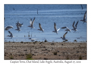 Caspian Terns