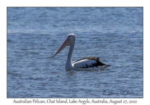 Australian Pelican