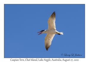 Caspian Tern