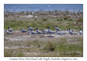 Caspian Terns