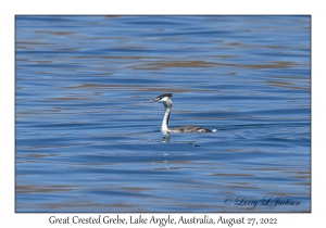 Great Crested Grebe