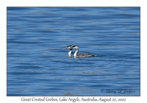 Great Crested Grebes