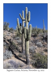 Saguaro