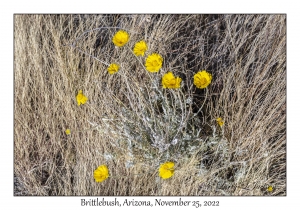 Brittlebush