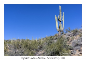 Saguaro