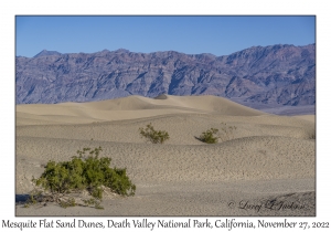 Mesquite Flat Sand Dunes