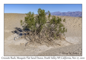 Creosote Bush