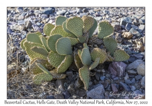 Beavertail Cactus