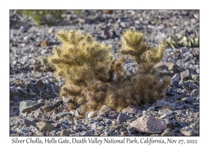 Silver Cholla