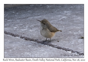 Rock Wren