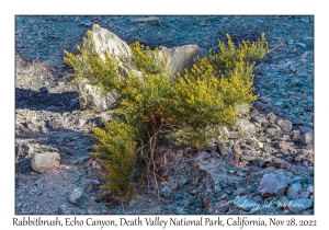 Rabbitbrush