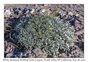 White-stemmed Stickleaf