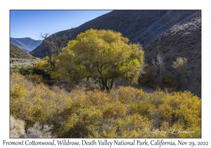 Fremont Cottonwood