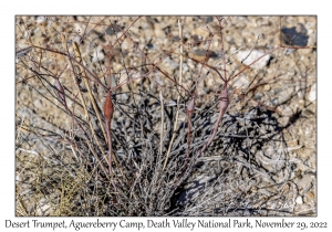 Desert Trumpet