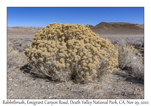 Rabbitbrush