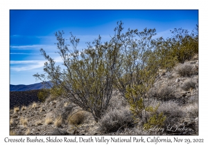 Creosote Bush