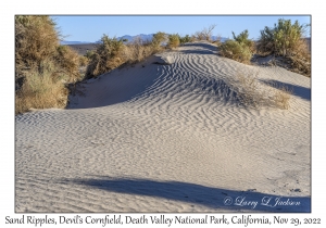 Sand Ripples