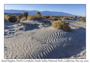 Sand Ripples