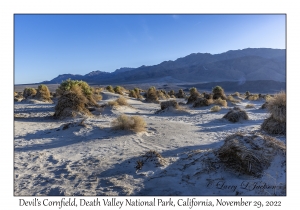 Devil's Cornfield