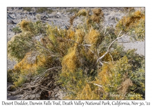 Desert Dodder