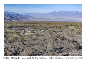 Distant Mesquite Flat