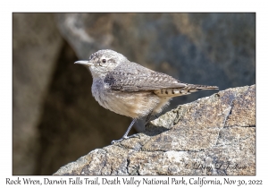 Rock Wren