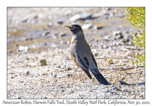 American Robin