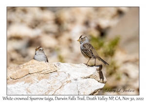 White-crowned Sparrow taiga