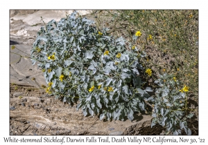 White-stemmed Stickleaf