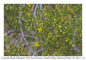 Creosote Bush