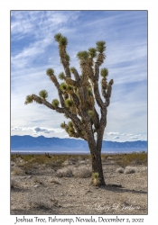Joshua Tree
