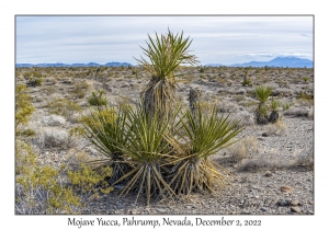 Mojave Yucca