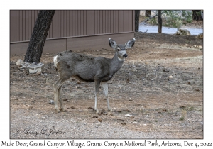 Mule Deer