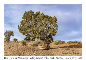 Utah Juniper