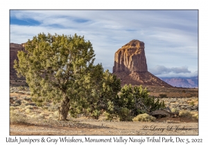 Utah Juniper & Gray Whiskers (butte)