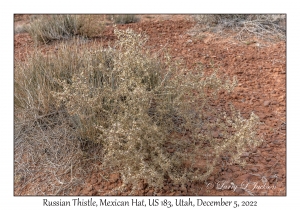 Russian Thistle