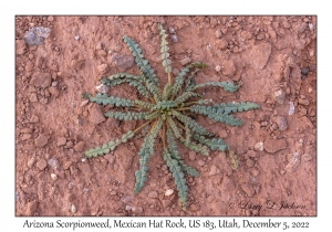 Arizona Scorpionweed