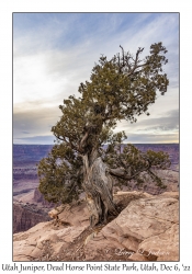Utah Juniper