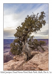 Utah Juniper