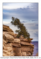 Utah Juniper