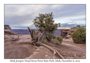 Utah Juniper