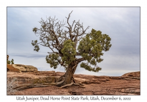 Utah Juniper