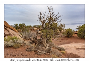 Utah Juniper